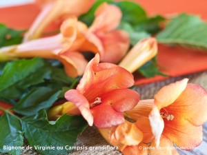 Cake Aux P Ches Et Amandes Jardin Des Gourmandsjardin Des Gourmands